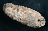 Agatized Fossil Pine (Seed) Cone From Morocco #8101-1